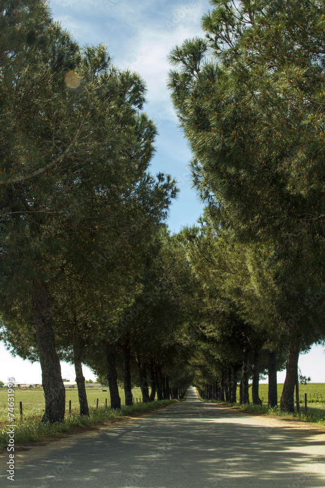 View of a long asphalt road with trees creating a tunnel effect. View of a long asphalt road with trees creating a tunnel effect.