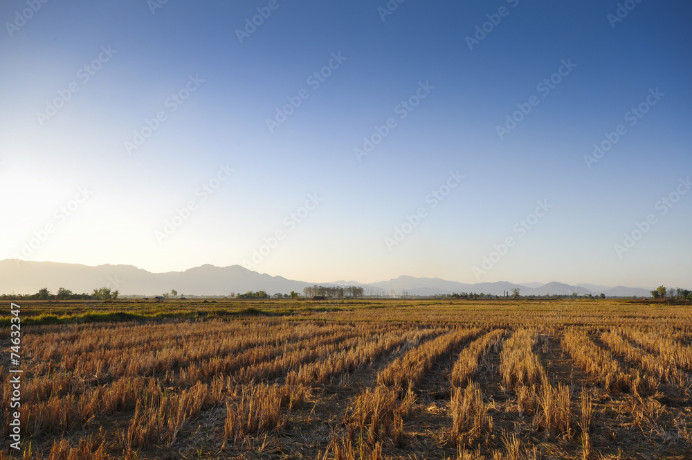 Countryside with field and blue sky / Countryside with field and blue sky in Chiangrai/ Thailand