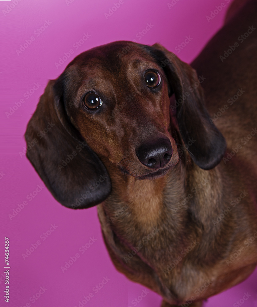 dog breed Dachshund