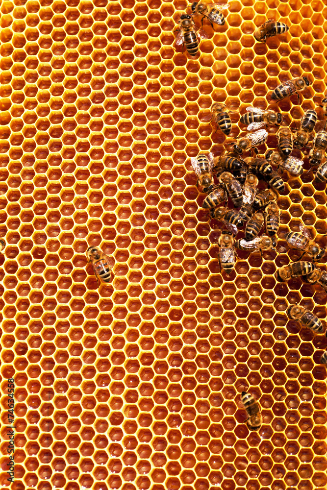Working bees on honeycombs filled with honey - obrazy, fototapety, plakaty 