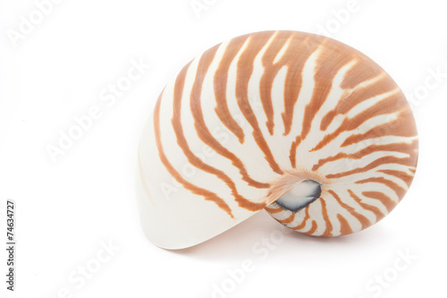 tropical seashell