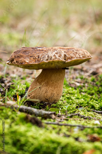 Porcini fungi