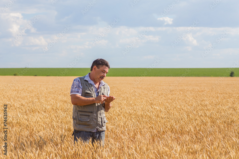 farmer standing in a wheat field farmer standing in a wheat field