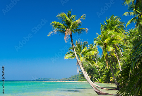 Coconut Coast Palm Panorama