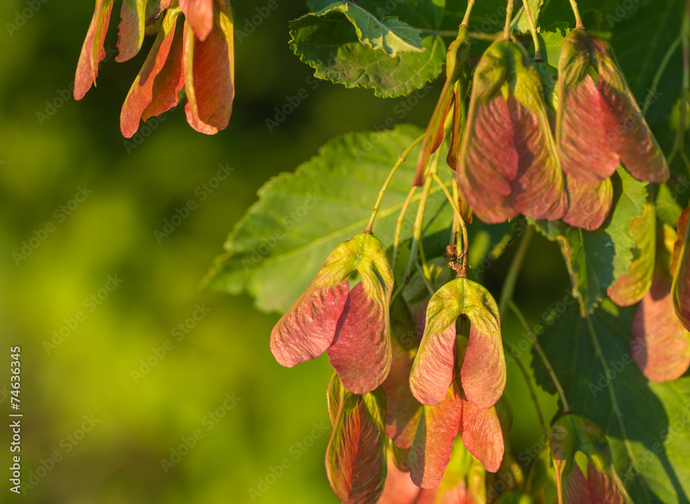 Foto Maple foliage and winged fruit samara