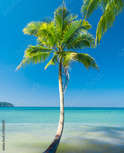Fototapeta Naklejka Na Ścianę i Meble -  Coconut Coast Relaxation In Peace