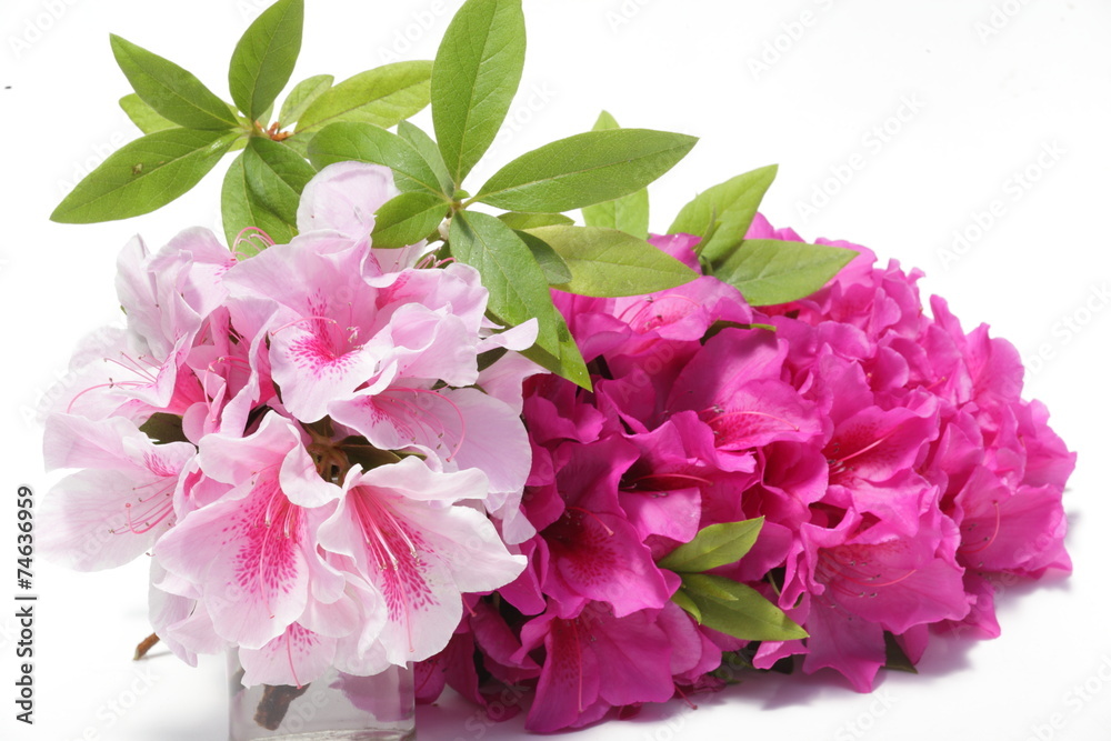 Fototapeta premium つつじ