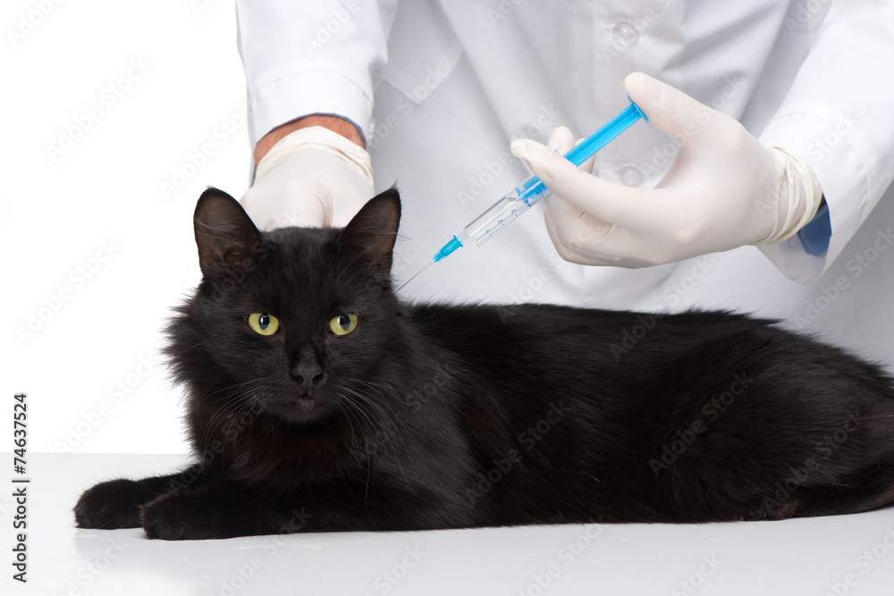 Veterinarian making injection to black cat Veterinarian making injection to black cat