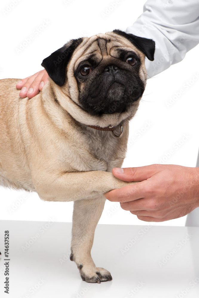 Veterinarian holding little pug paw
