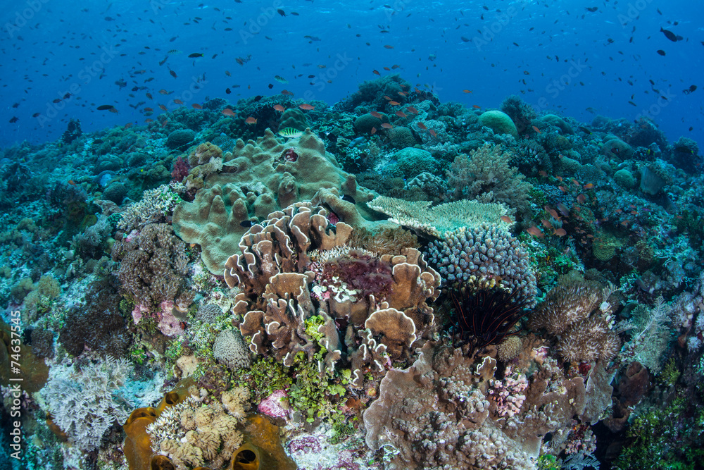 Naklejka premium Coral Reef and Fish