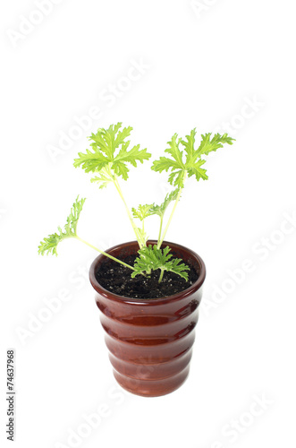 SCENTED GERANIUMS young plant in brown pot, mosquitoes repellen