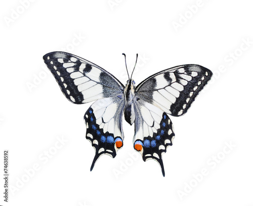 swallowtail butterfly isolated on white