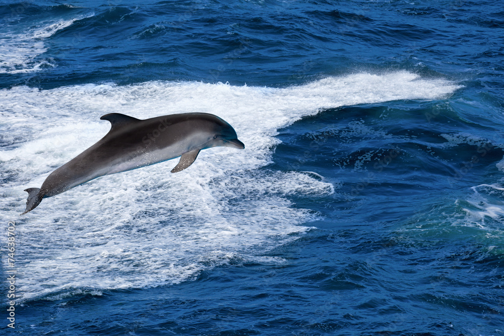Fototapeta premium Jumping dolphin