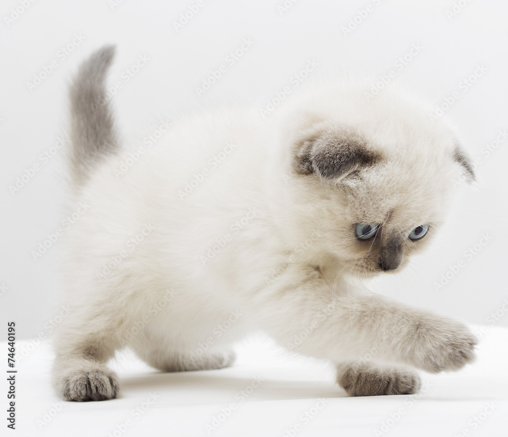 British lop-eared cat catches on a white background British lop-eared cat catches on a white background