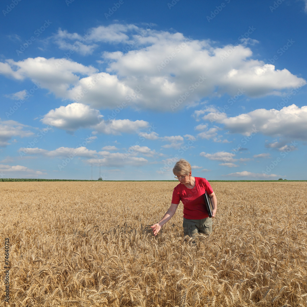 Agriculture, agronomist examine wheat field