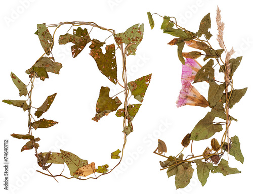 Wreath of wild flowers pressed