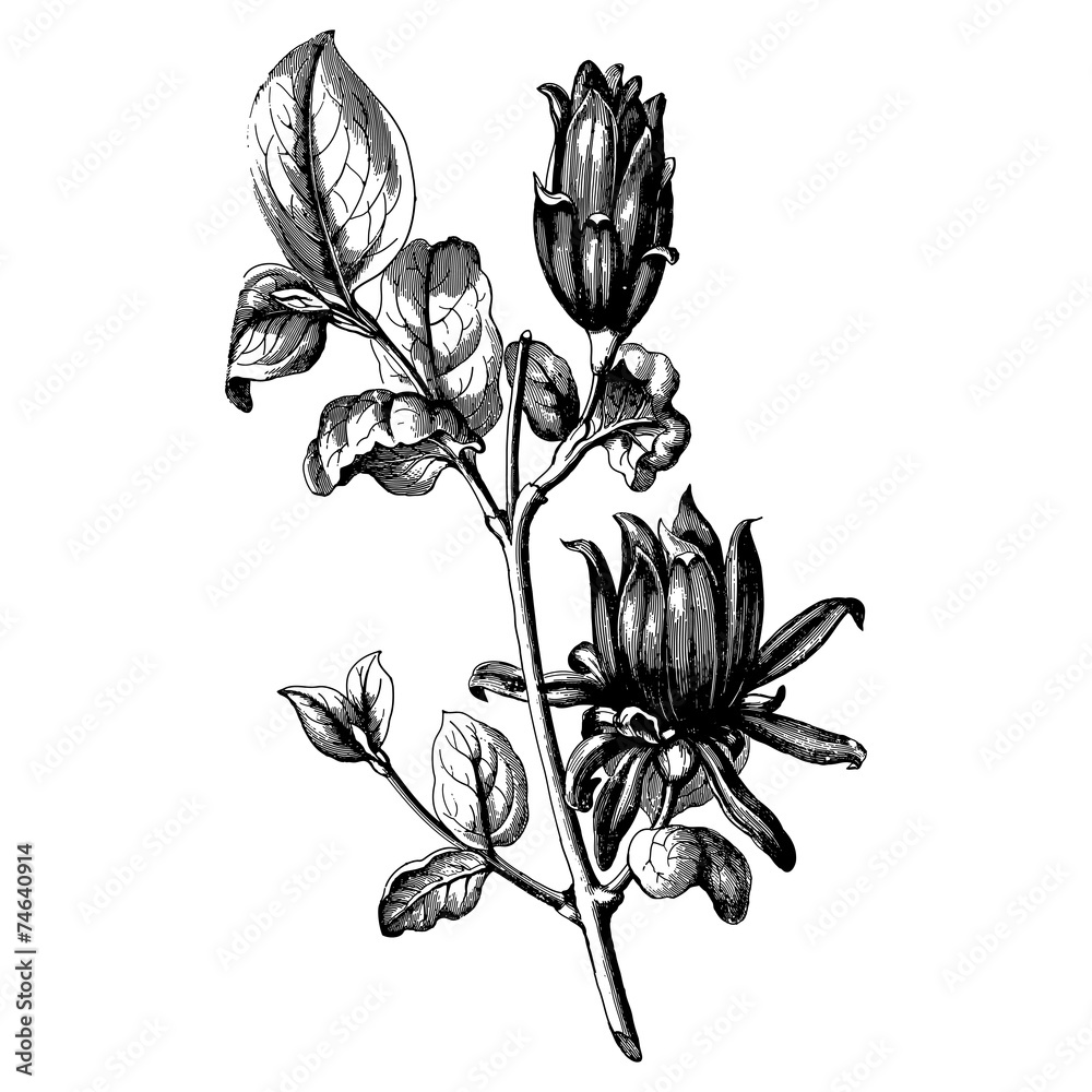 Fototapeta premium Vintage botany