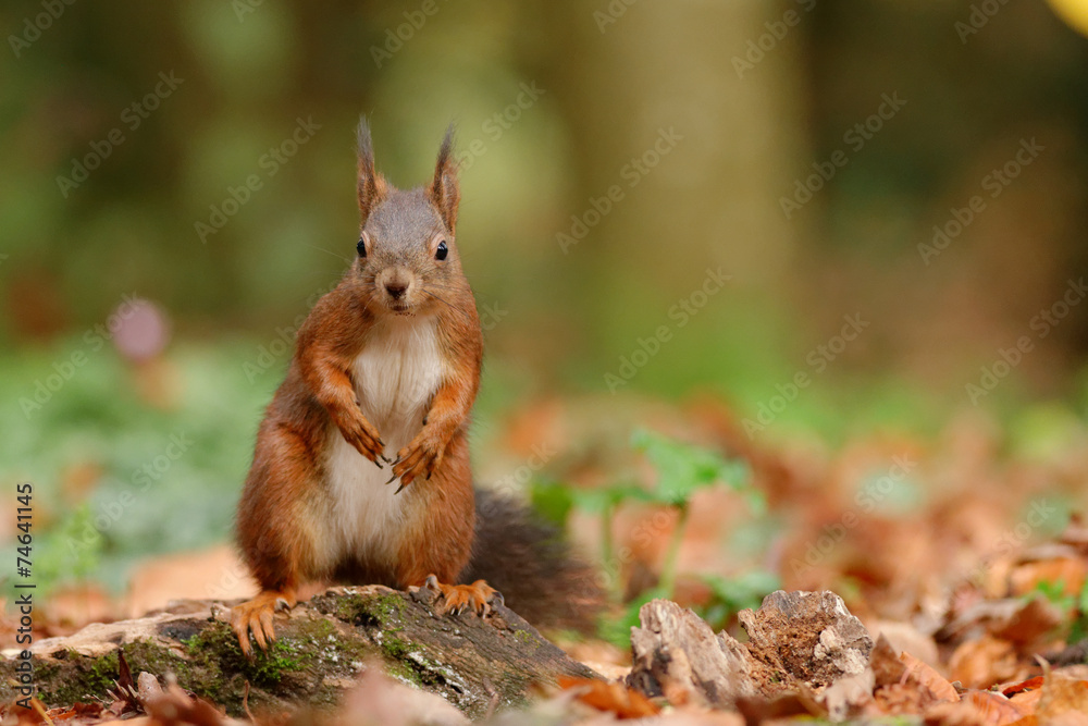 Fototapeta premium Bonjour