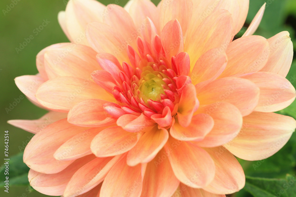 Dahlia flower Dahlia flower
