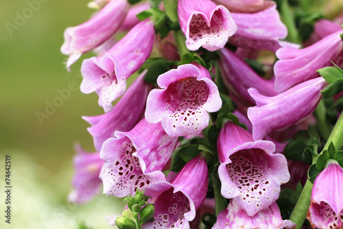 Common Foxglove flowers photo