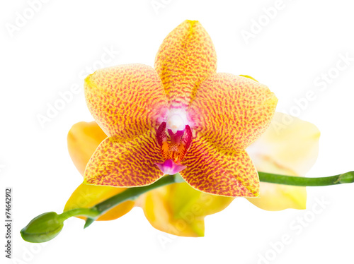 Fototapeta Naklejka Na Ścianę i Meble -  beautiful blossoming pointed orange orchid is isolated on white