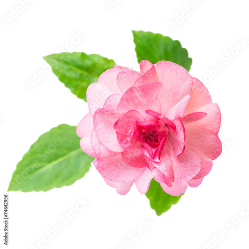 blooming beautiful pink Impatiens flowers is isolated on white b