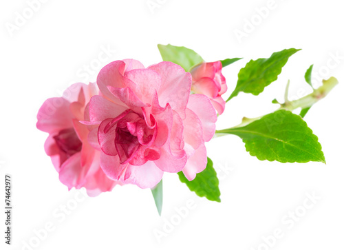 blooming beautiful twig of pink Impatiens flowers is isolated on
