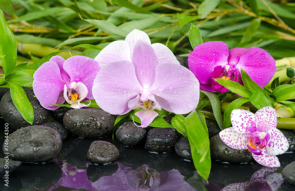 Tapete Fototapete Wellness Spa Steine Blumen Pflanzen Orchidee Wasserspiegelung 