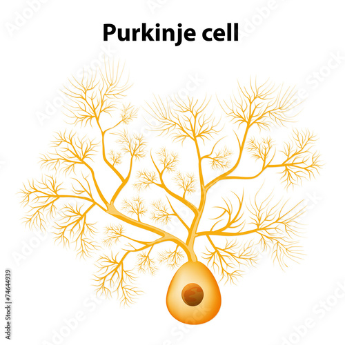 Purkinje cell or Purkinje neuron