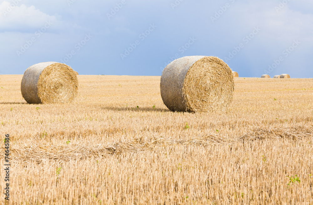 bales of grain after harvesting a wheat field bales of grain after harvesting a wheat field