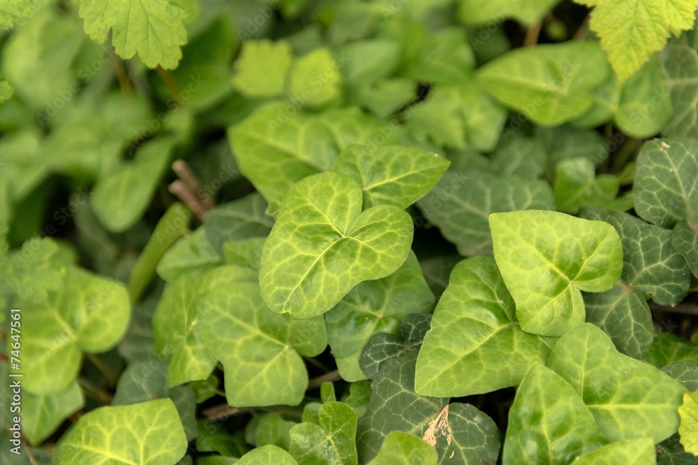 Leaves of fresh green ivy closeup Leaves of fresh green ivy closeup