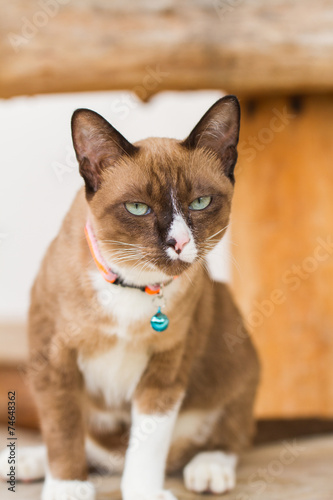 shorthair cat looking, on floor