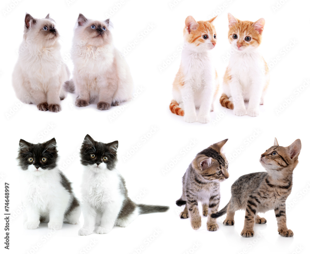 Set of four small kittens isolated on white