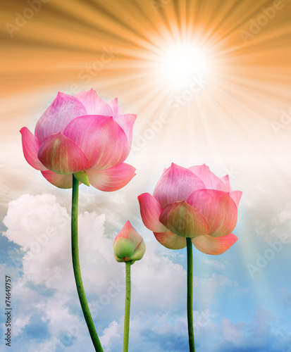 pink lotus and sun light in blue sky background