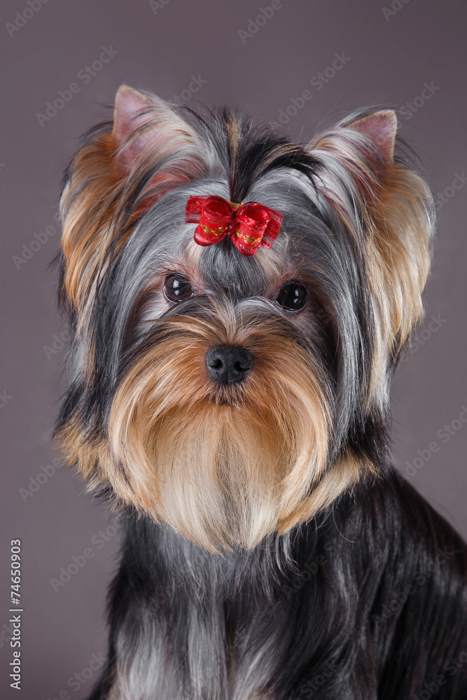 Yorkshire Terrier dog