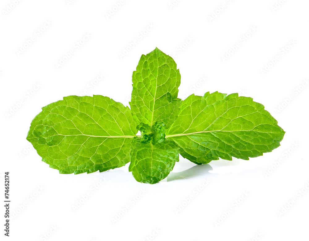 fresh mint on white background fresh mint on white background