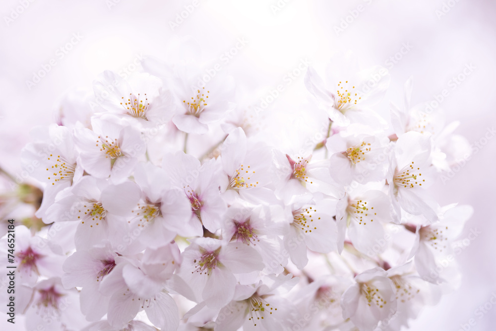 サクラの花 サクラの花