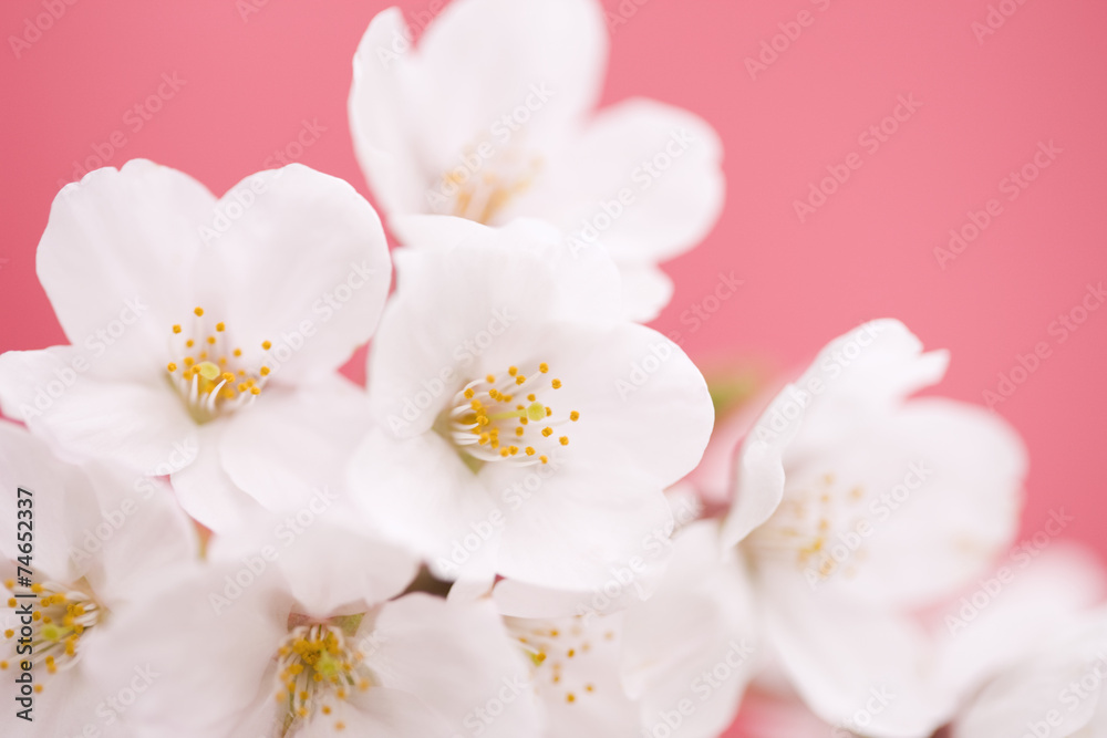 サクラの花 サクラの花