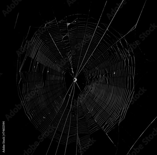 spider web in the dark background