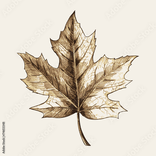 Wallpaper Mural Sketch illustration of a maple leaf