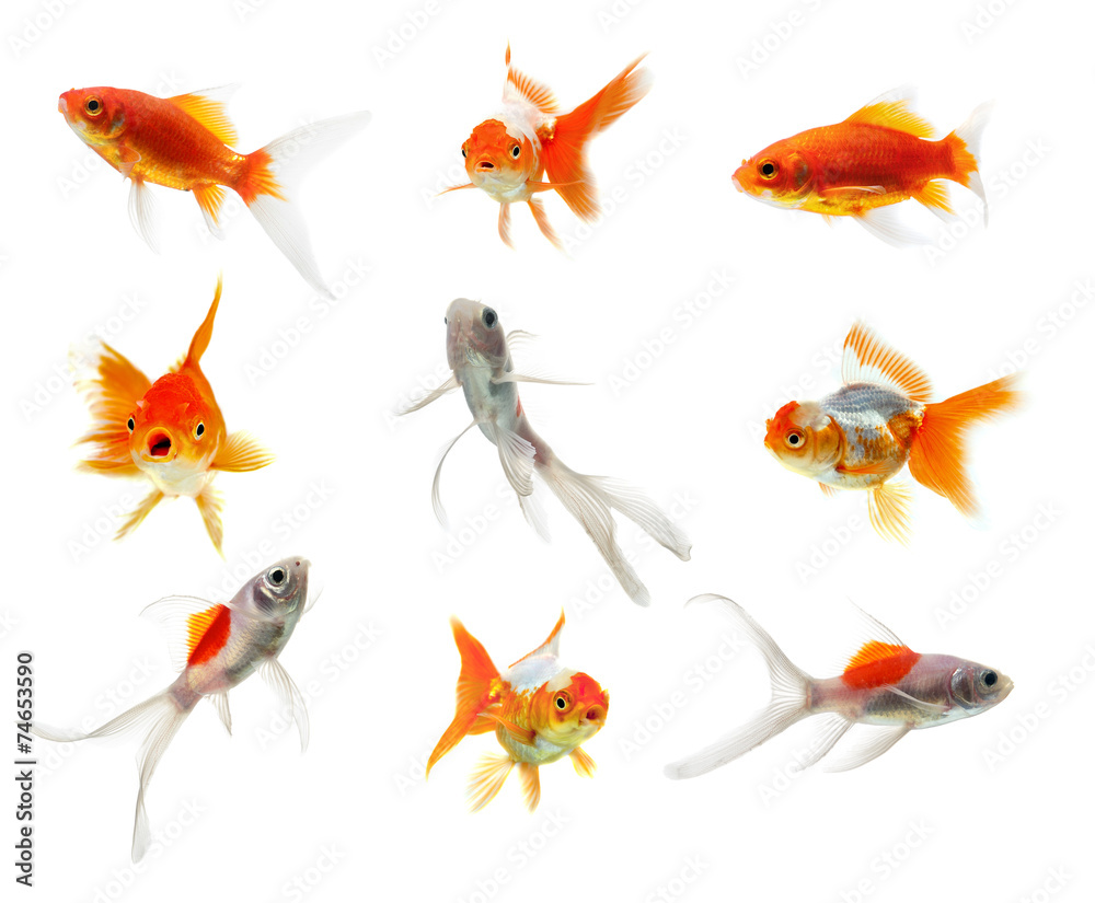 Naklejka premium Gold fish Isolation on the white background
