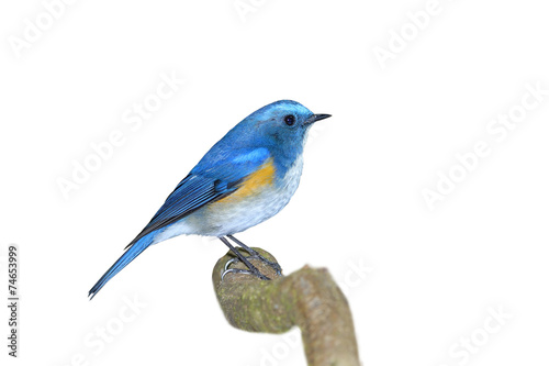 Bird (Himalayan Bluetail) colorful bird on the best perch © Art789