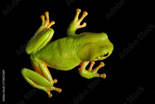 Green Tree Frog (Litoria caerula), Australia