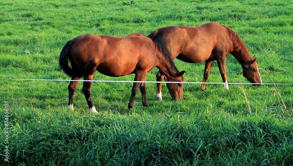 Zwei braune Pferde fressen Gras auf der Wiese Zwei braune Pferde fressen Gras auf der Wiese