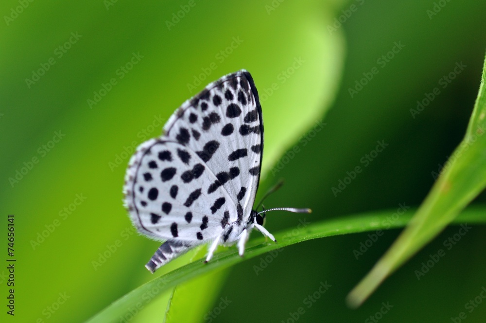 Obraz premium ゴイシシジミ