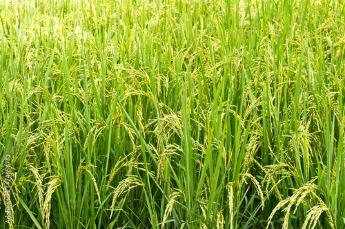 Green rice in the field rice background