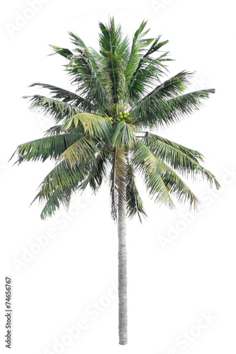 Coconut tree on a white background © thanamat