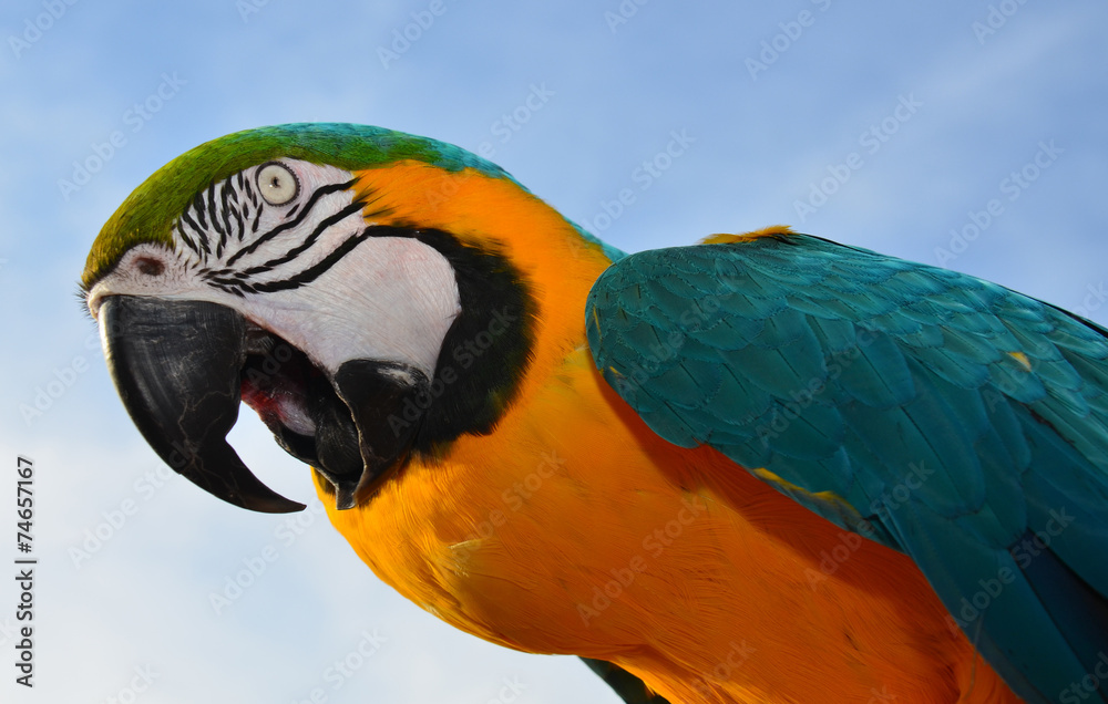 Fototapeta premium Blue and Gold Macaw