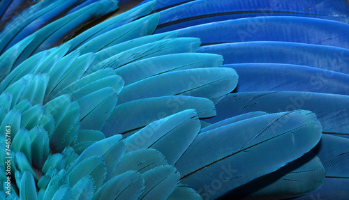 Fototapeta Pióra na skrzydłach papugi ary, Karaiby do salonu