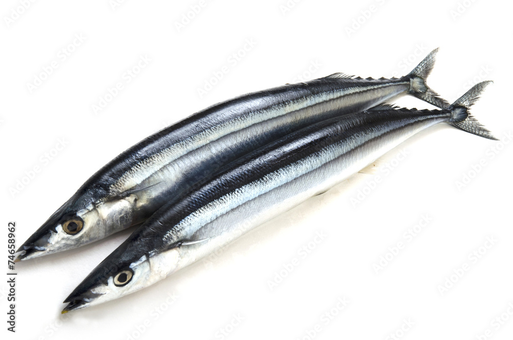 秋刀魚 秋刀魚